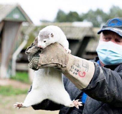 الدنمارك تخطط للقضاء على جميع حيوانات المنك في البلاد..بسبب كورونا