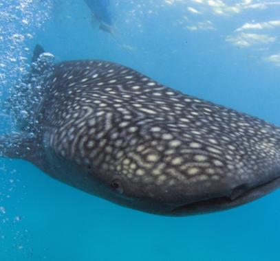 إنقاذ سمكة قرش حوت فى الإمارات بمهمة استمرت 5 ساعات