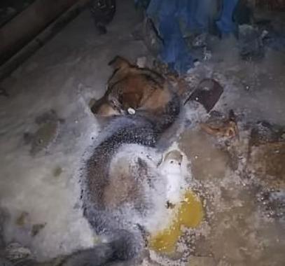 كلب ضال يتجمد من برودة الجو فى 54 درجة تحت الصفر بسيبيريا