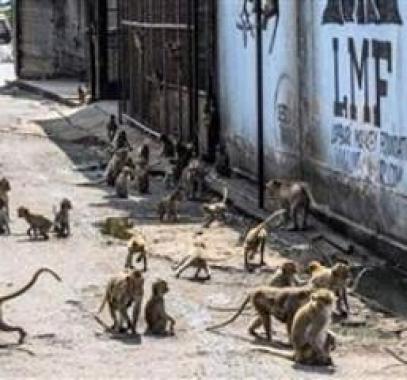 عصابة قرود تخطف رضيعتين عمرهما 8 أيام وتلقى أحداهما فى مجرى مائى