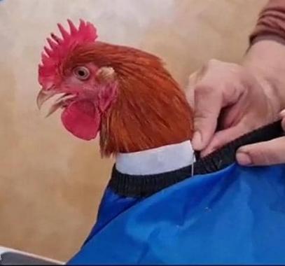 شاهدوا | 