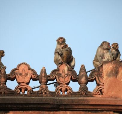 شاهدوا | قردة تخطف رضيعة عمرها 8 أيام وتنهي حياتها بشكل مروّع