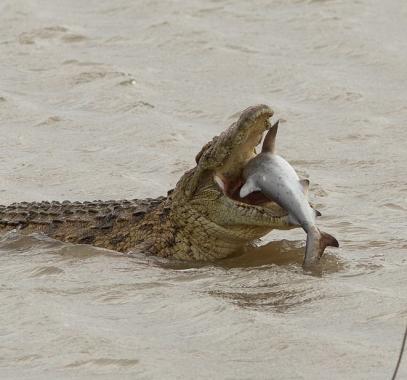 تمساح عملاق يبتلع سمكة قرش فى أستراليا