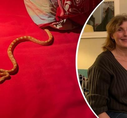 شاهدوا: حكاية سيدة هولندية عثرت على ثعبان فى السرير