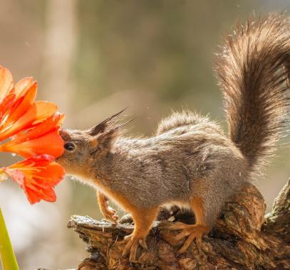 حيوانات تستقبل الربيع بالاستمتاع برائحة الزهور