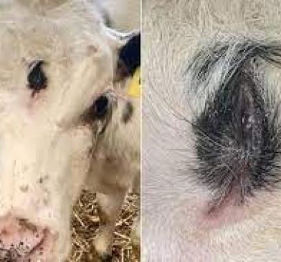 ولادة عجل بثلاث عيون في بريطانيا ولكنه مع ذلك لن ينجو من الذبح