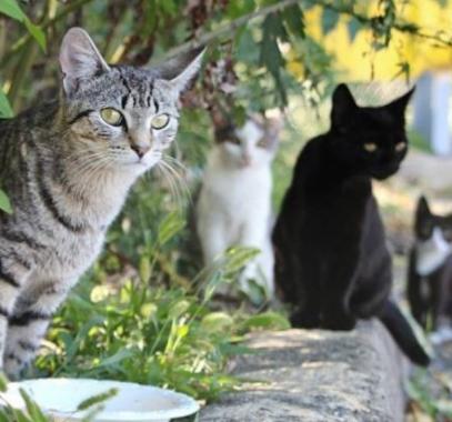 لماذا تختفي القطط في يوم عيد الأضحى .. أين تذهب ؟