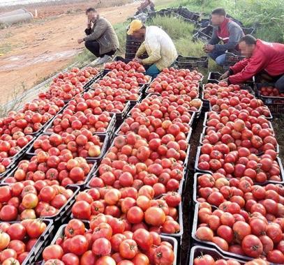 منتجات زراعية 