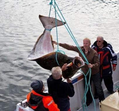 تاجر بريطانى يبيع سمكة وزنها 77 كيلو ويستعين بـ4 رجال لنقلها