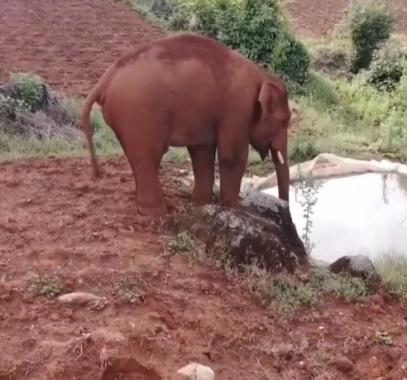 فيل يخوض رحلة برية بمفرده فى غابات الصين