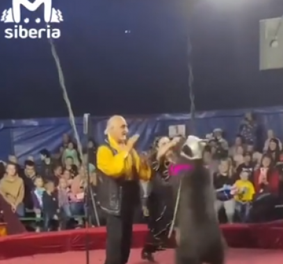 دب يهجم على مدربته ومساعديها خلال عرض سيرك في مدينة روسية