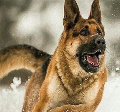 بالفيديو | تدريبات للكلاب العسكرية الروسية قبيل انطلاق مسابقة 