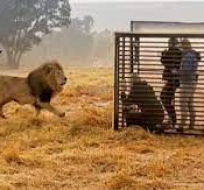 حديقه حيوانات في جنوب إفريقيا تضع الزوار في قفص لمشاهدة الأسود عن قرب