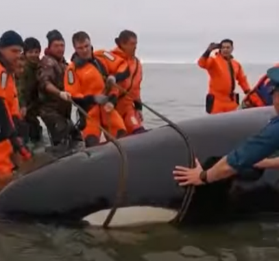 إنقاذ رضيع حوت أوركا القاتل من الموت باستخدام الحبال على شواطئ روسيا