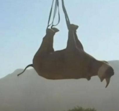 جوائز 