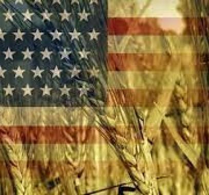 أمريكا: أسعار القمح ترتفع لأعلى مستوى في أكثر من 8 أعوام