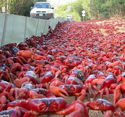 سرطانات احمر