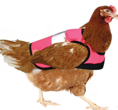 شركة بريطانية توفر بيوتًا موفرة للطاقة وسترات لتدليل الدجاج