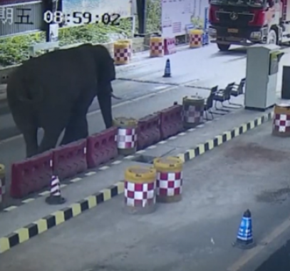 فيل يقتحم نقطة حدود