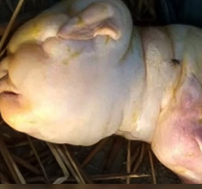 ماعز شبه طفل رضيع