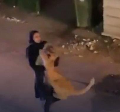 فيديو.. فتاة تلقي القبض على شبل أسد ضخم هارب في أحد أحياء الكويت