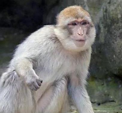 البحث عن قرود