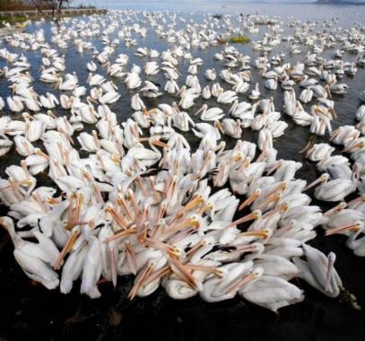 بلدة مكسيكية تجذب السياح بأسراب طيور البجع المهاجرة