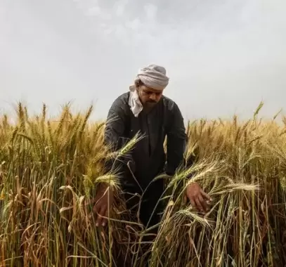 مصر: كيف استعدت  لتأمين القمح؟