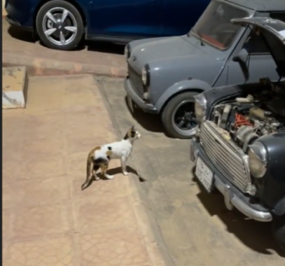 بالفيديو: خبير سيارات سعودي يوثق 