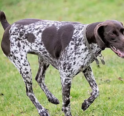 كلب بقلب اسود