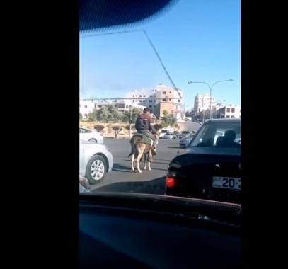 بالفيديو: أردني ممتطيا حمارا يلتزم بقواعد السير