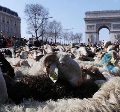 بالفيديو : 2000 رأس من الأغنام في شارع الشانزليزيه وسط باريس .. ما السبب ؟!