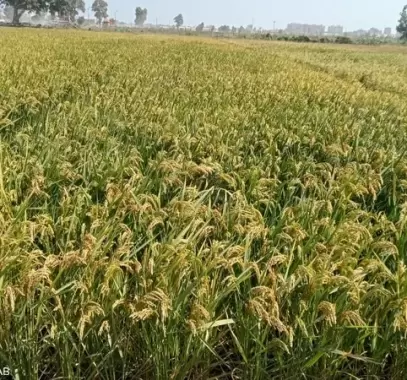 مصر: نحو الاكتفاء الذاتي من الأرز