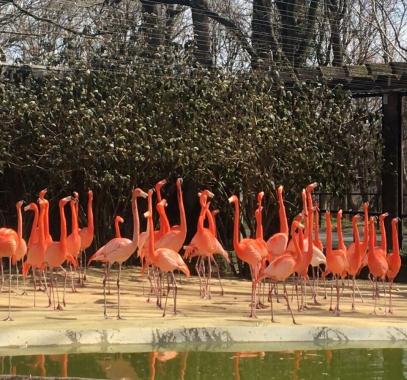 فلامنجو