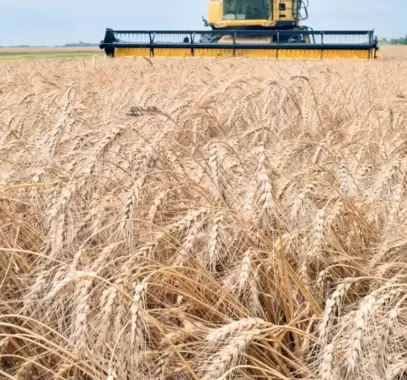 الحبوب والأسمدة.. مناورة بوتن الجديدة أمام عقوبات الغرب