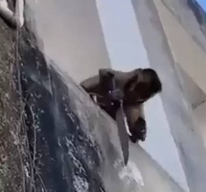 قرد