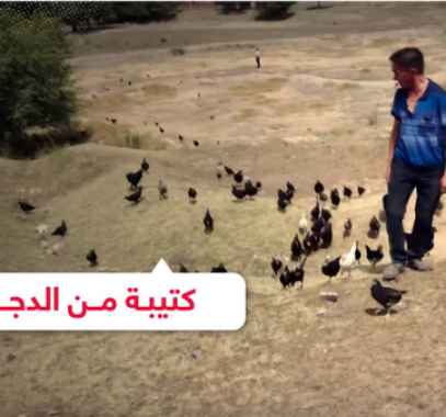 بالفيديو: تدريب الدجاج على مكافحة الجراد!