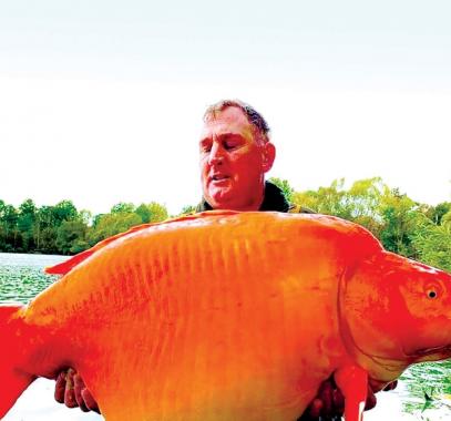 فيديو لاصطياد سمكة ذهبية عملاقة.. وزنها أكثر من 30 كيلوغراما