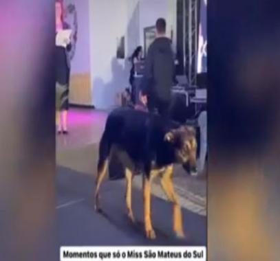 شاهد.. كلب يشق طريقه إلى مسابقة الجمال ويتسلل إلى المنصة