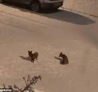 ثعالب يلعبن بالثلج