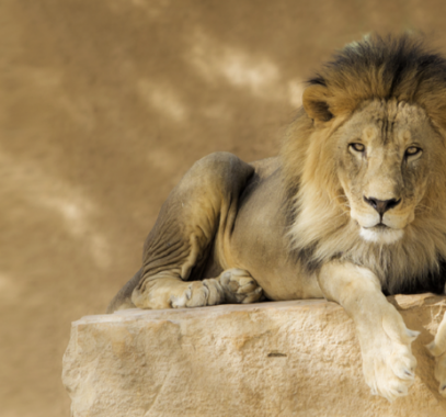 4 حيوانات انقرضت تماما من السعودية