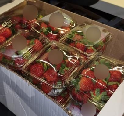 الاحتلال يضبط فراولة غزة