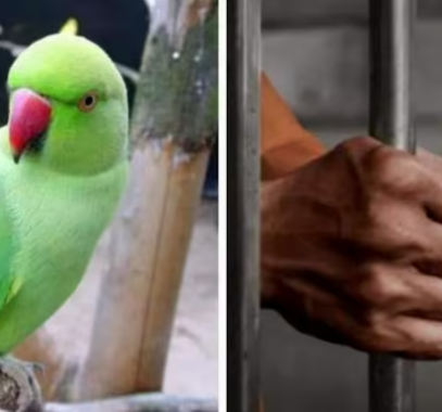 ببغاء