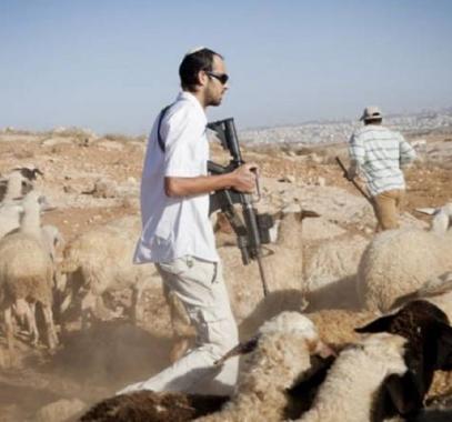 مستوطنون يطاردون رعاة الأغنام