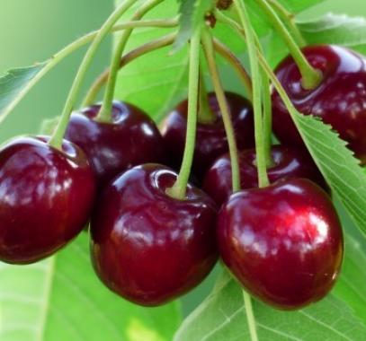 تفسير رؤية الكرز الأحمر في المنام