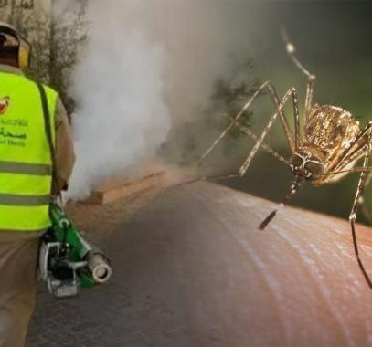 حشرة البعوضة