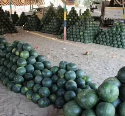 بيع البطيخ