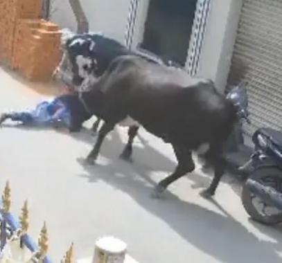 بقرة تدهس طفلة