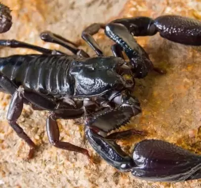 تفسير قتل العقرب في المنام