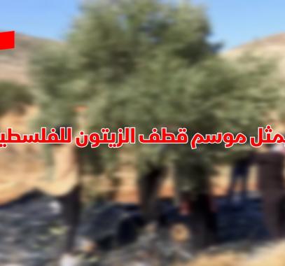 موسم الزيتون